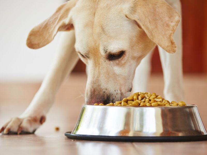 Собак нельзя кормить хлебом и макаронами?